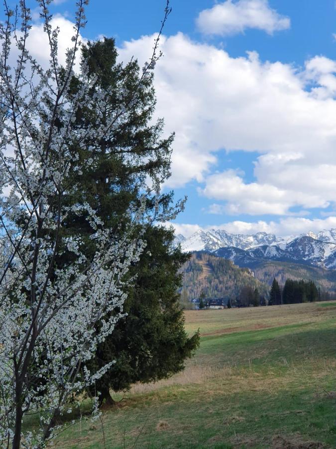Bed and Breakfast Api IV Zakopane Esterno foto